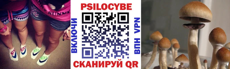 Купить где  Кадников  Галлюциногенные грибы Psilocybe 